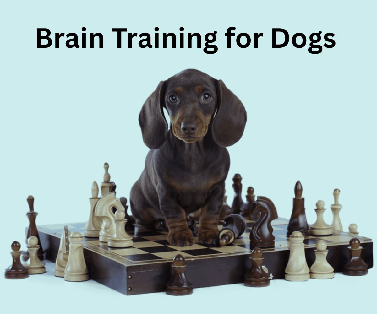Brain Training For Dogs 2