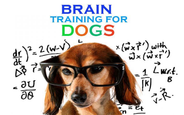 science of Brain Training For Dogs