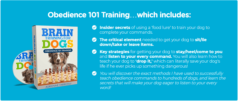Brain Training For Dogs 11