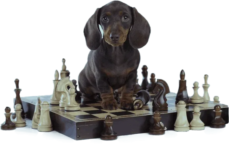 What is Brain Training For Dogs illustration