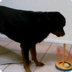Brain Training For Dog