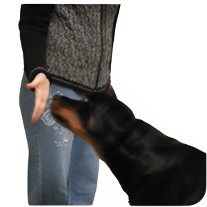 Brain Training For Dogs