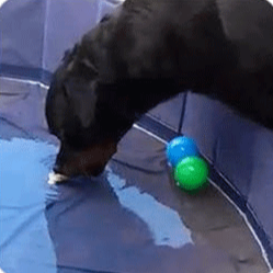 Brain Training For Dog
