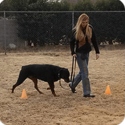 Brain Training For Dog