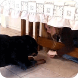 Brain Training For Dog